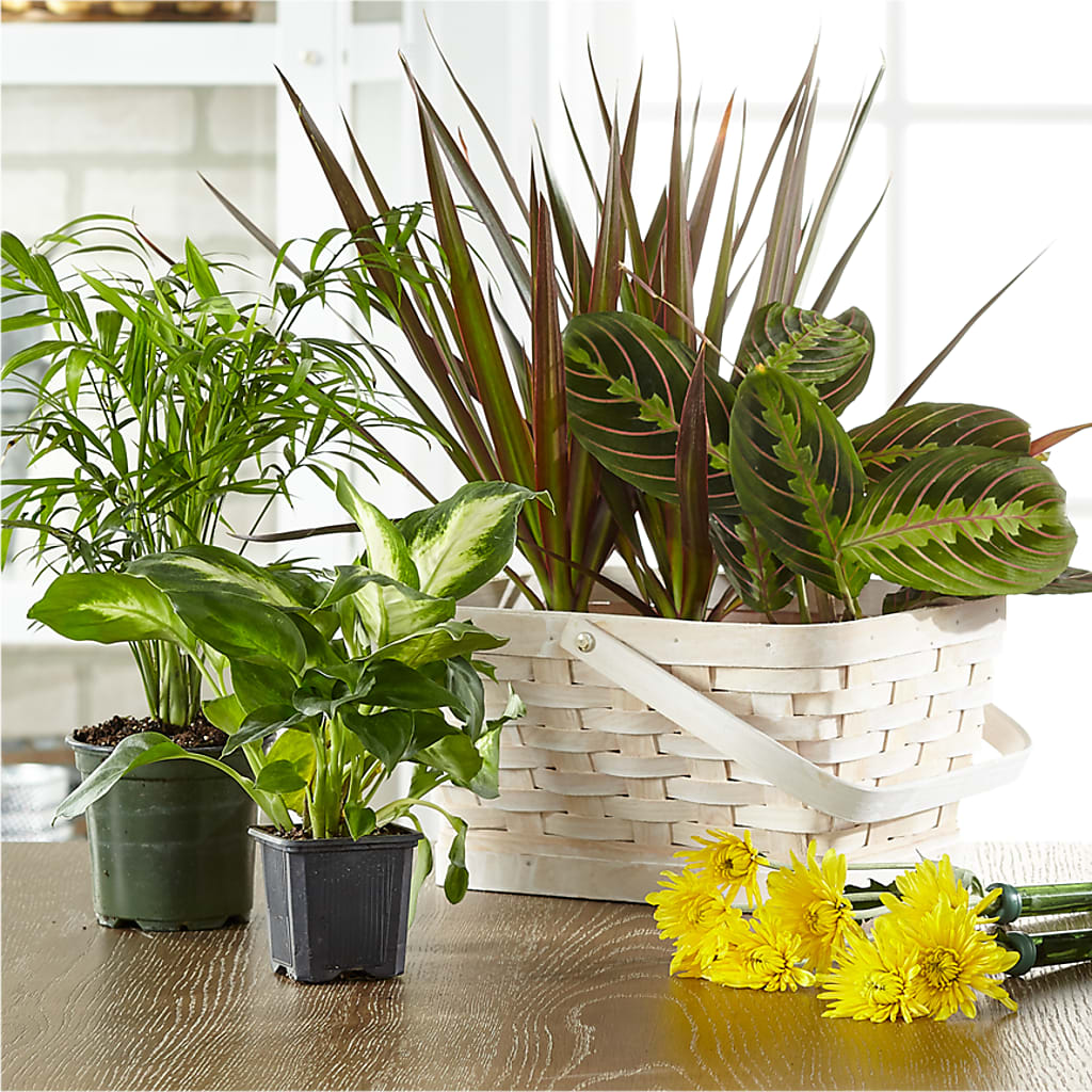 Florist Designed Blooming and Green Plants in a Basket – Garside Florist, Vancouver WA