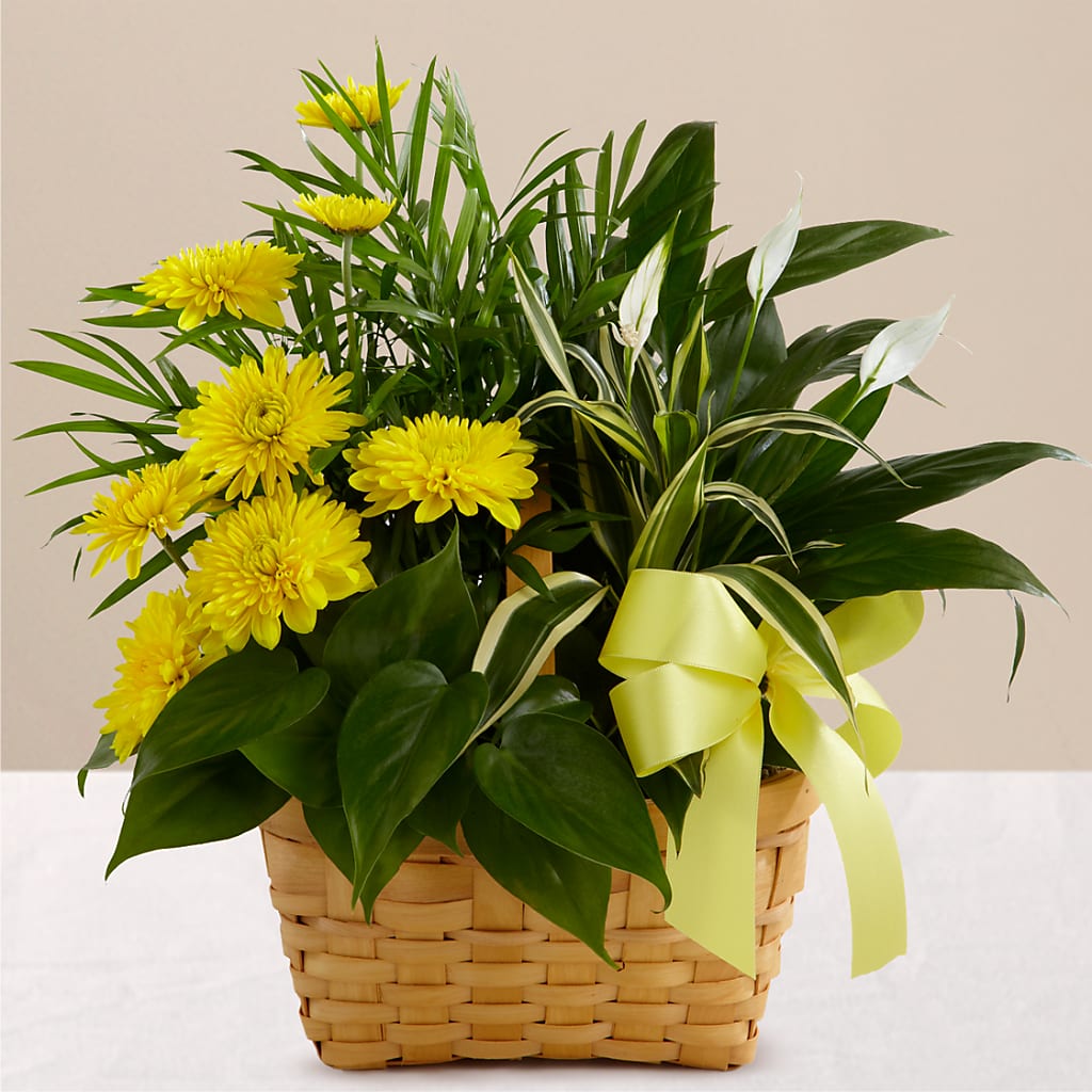 Loving Light Dishgarden – Garside Florist, Vancouver WA