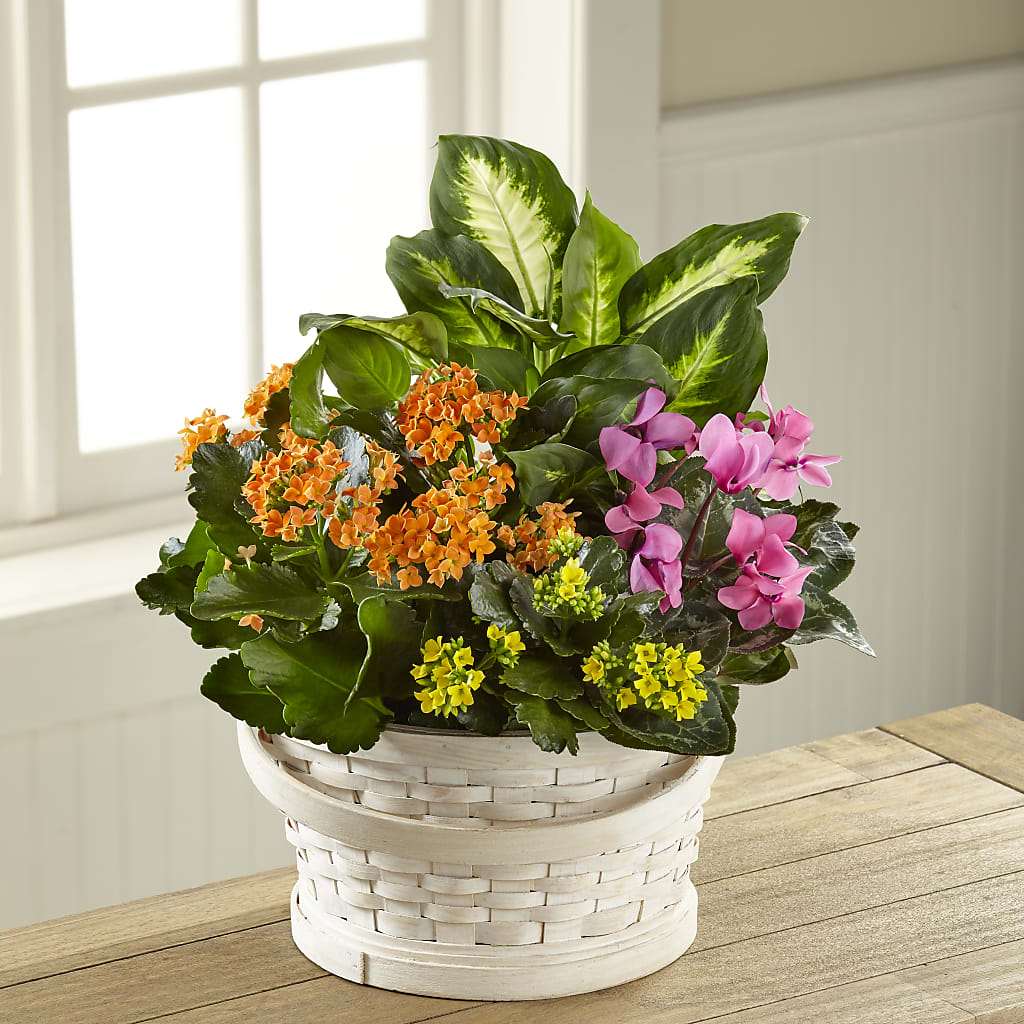 Color Crush Dishgarden – Garside Florist, Vancouver WA