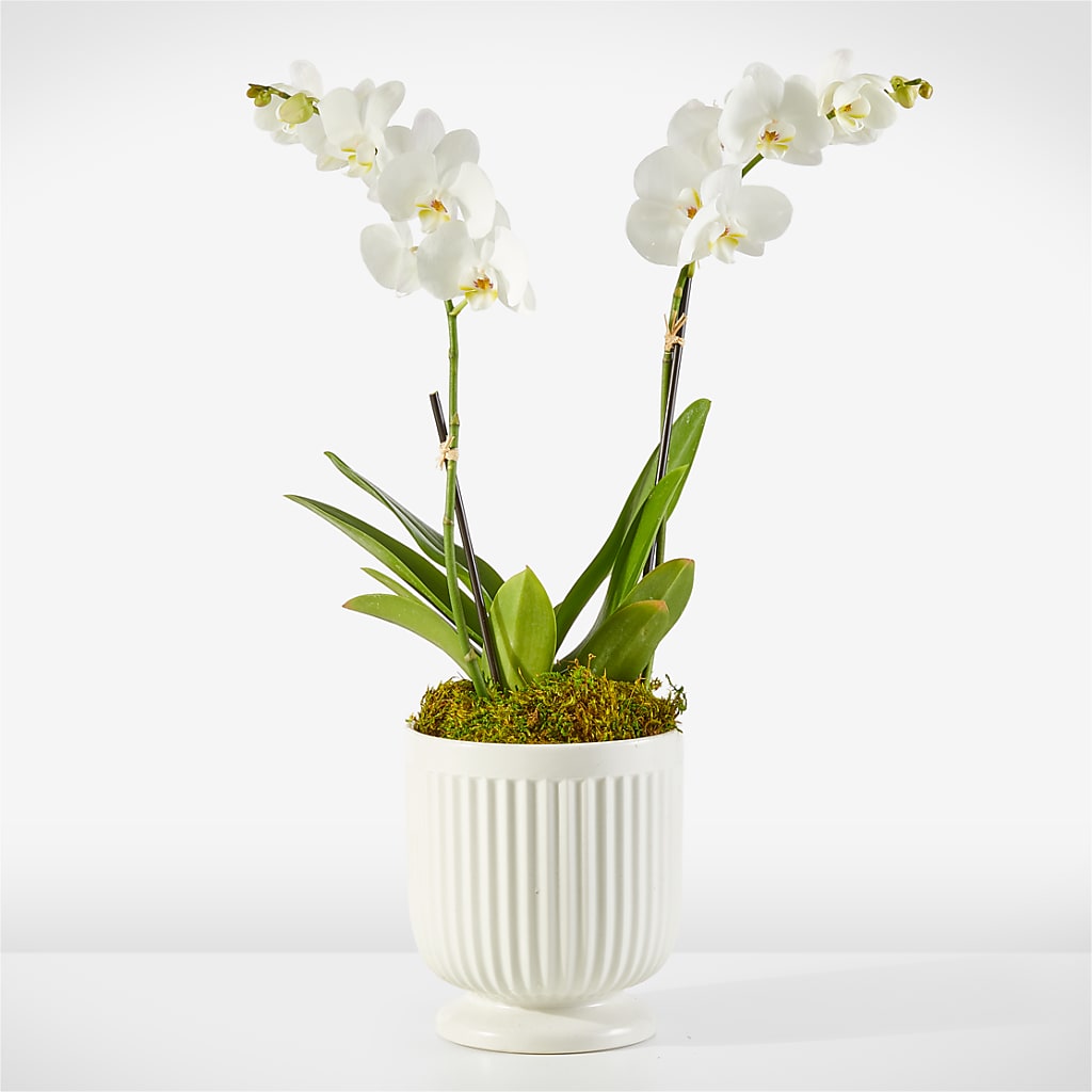 Whispering White Orchid – Garside Florist, Vancouver WA