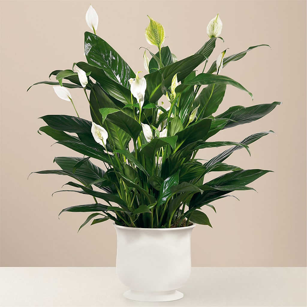 Comfort Planter – Garside Florist, Vancouver WA