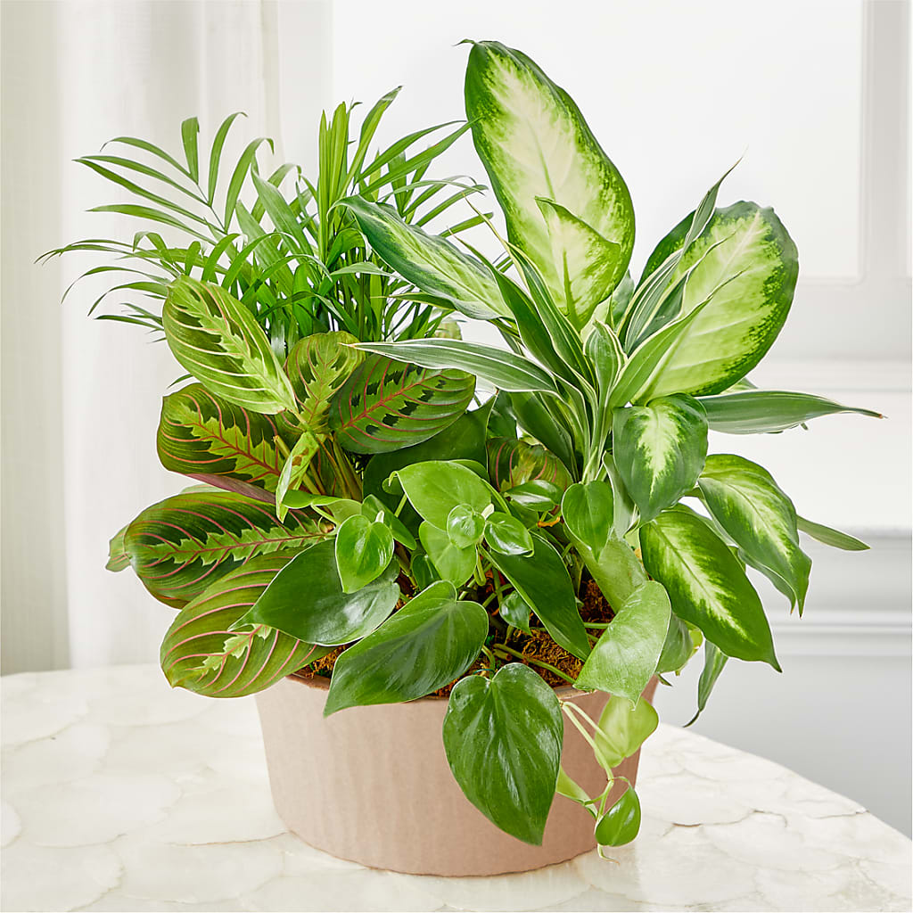 Balance & Harmony Dishgarden – Garside Florist, Vancouver WA