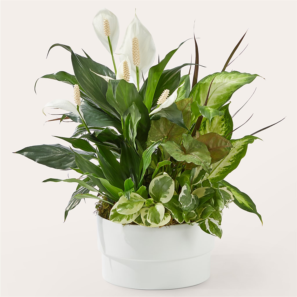 Radiating Positivity Dishgarden – Garside Florist, Vancouver WA