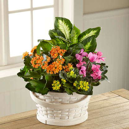 Color Crush Dishgarden –  Garside Florist, Vancouver WA
