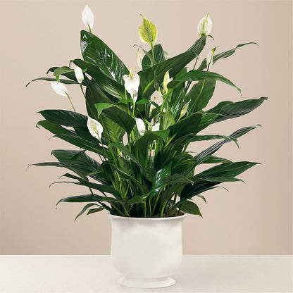 Comfort Planter –  Garside Florist, Vancouver WA