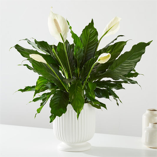 Comfort Planter –  Garside Florist, Vancouver WA