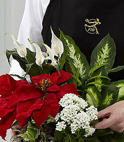 Florist Designed Plants (Holiday)