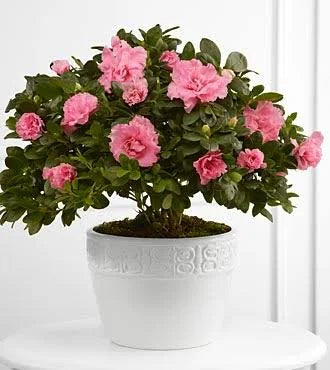 Vibrant Sympathy Planter (Azalea)