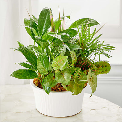 Balance & Harmony Dishgarden –  Garside Florist, Vancouver WA