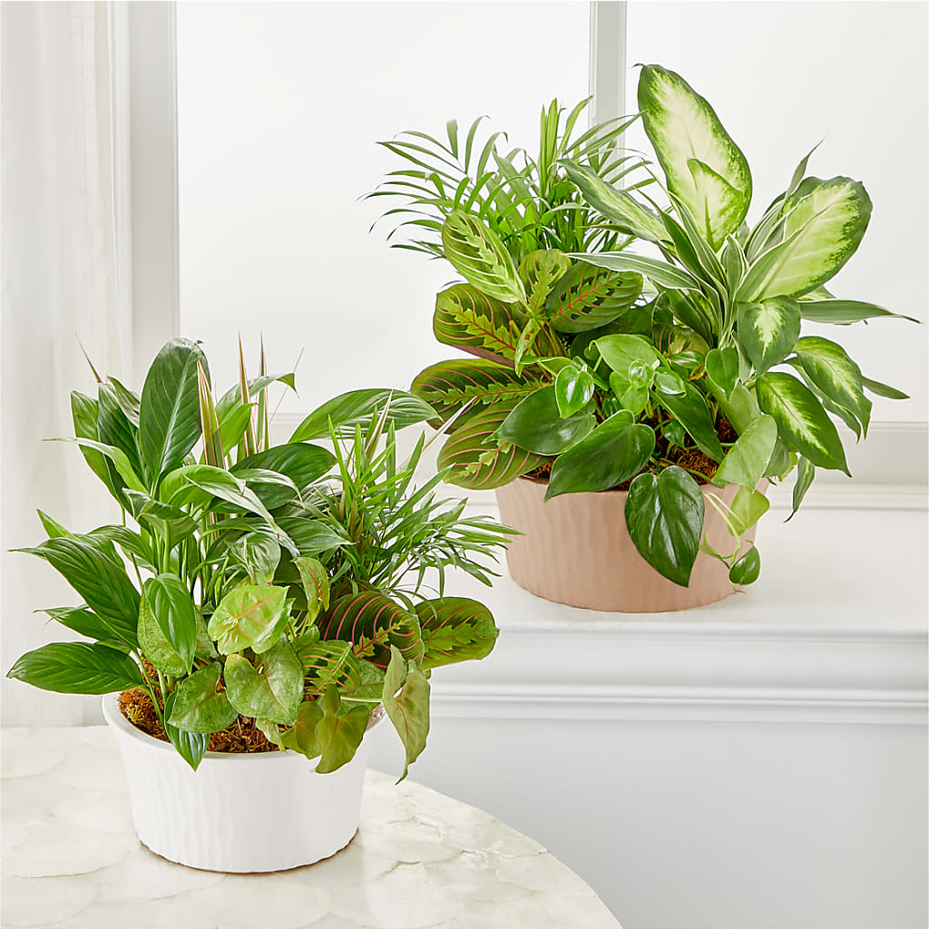 Balance & Harmony Dishgarden –  Garside Florist, Vancouver WA